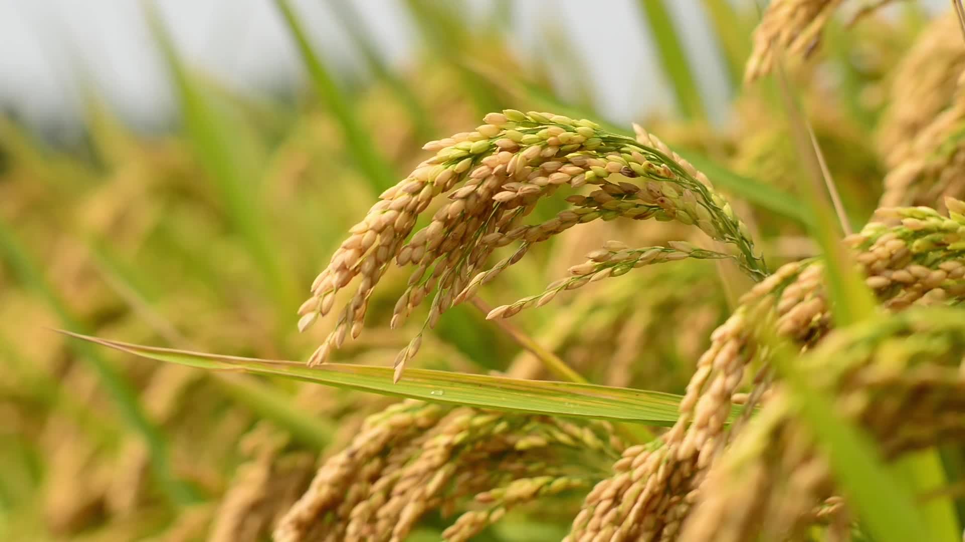 1332710-1-goodyear-rice-husk-ash-silica-video-10s-pneunews